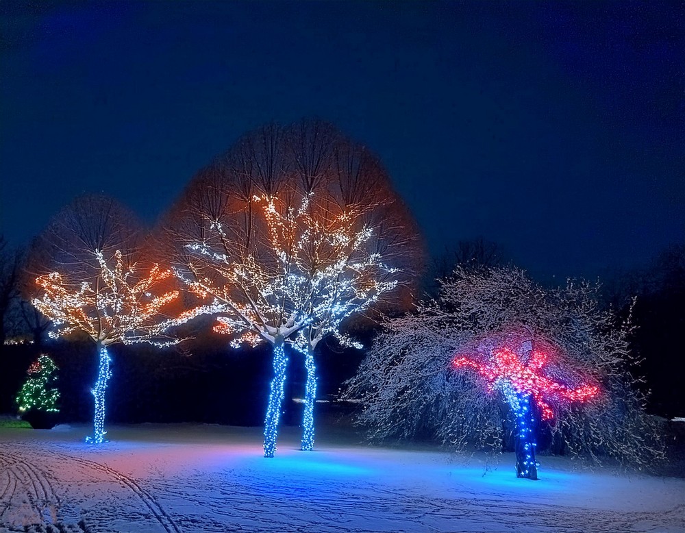 Create a Magical Scene with Christmas Lights on Trees